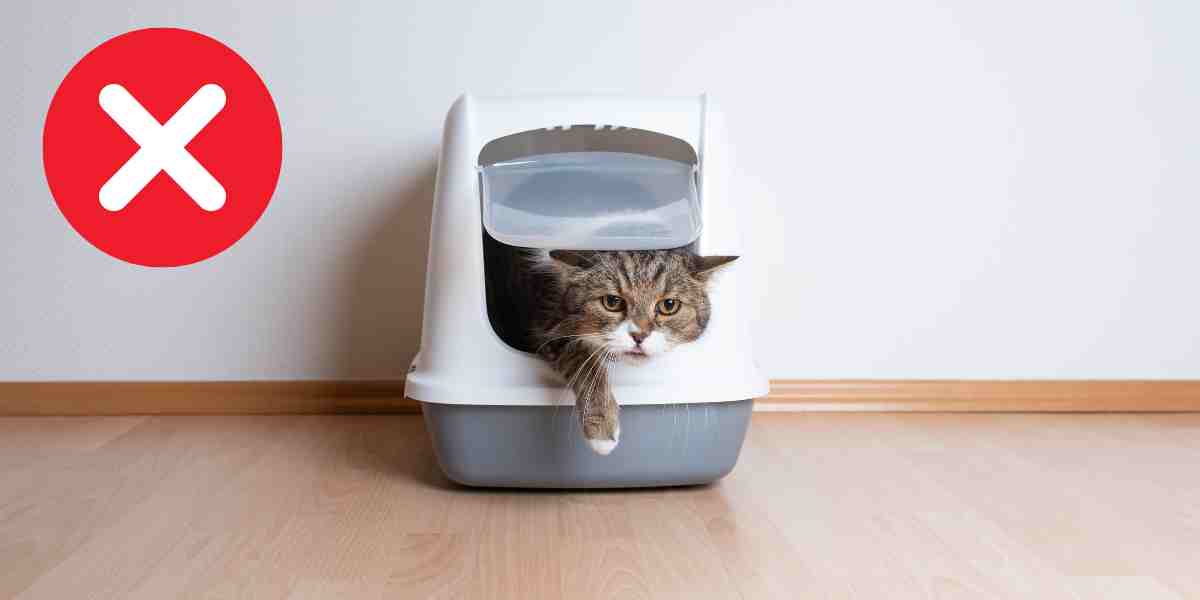 A grey cat having difficulty exiting a hooded litter box, emphasizing the importance of choosing the right litter box for your cat.