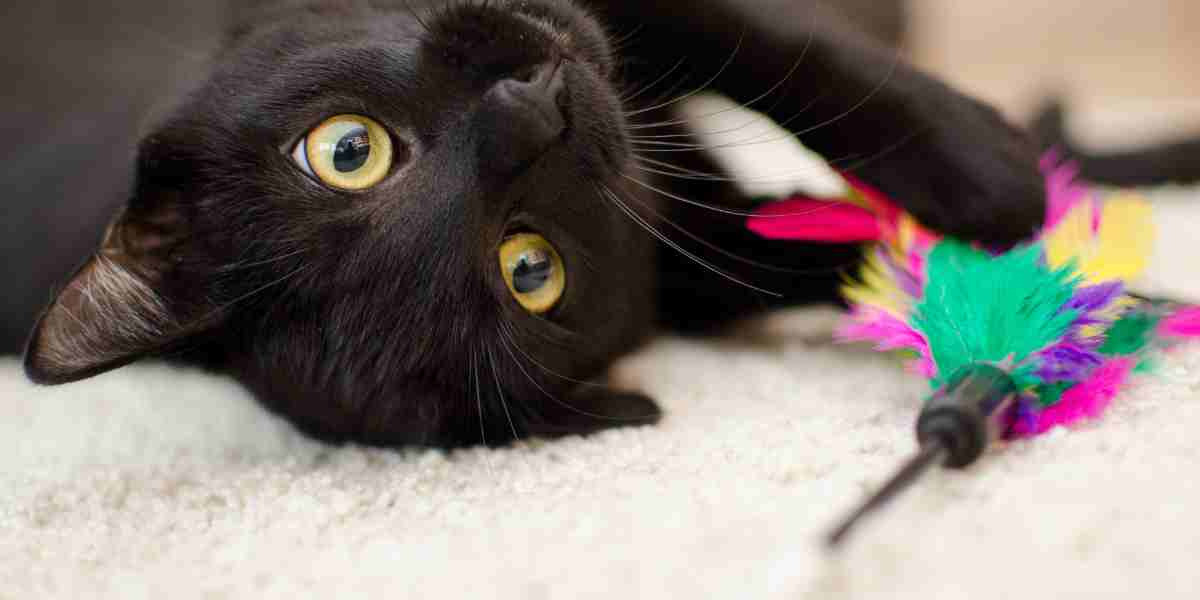 How do I best play with my cat - engaging black cat with a colorful feather toy