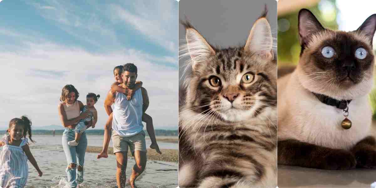 Happy, active family with kids playing on the beach. They’ll enjoy active and vocal Maine Coon, Siamese, Burmese, and Devon Rex cat breeds.