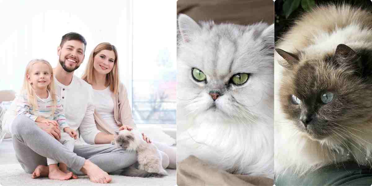 Happy luxurious family enjoying time with fluffy Persian and Himalayan cats, embodying the finer things in life.
