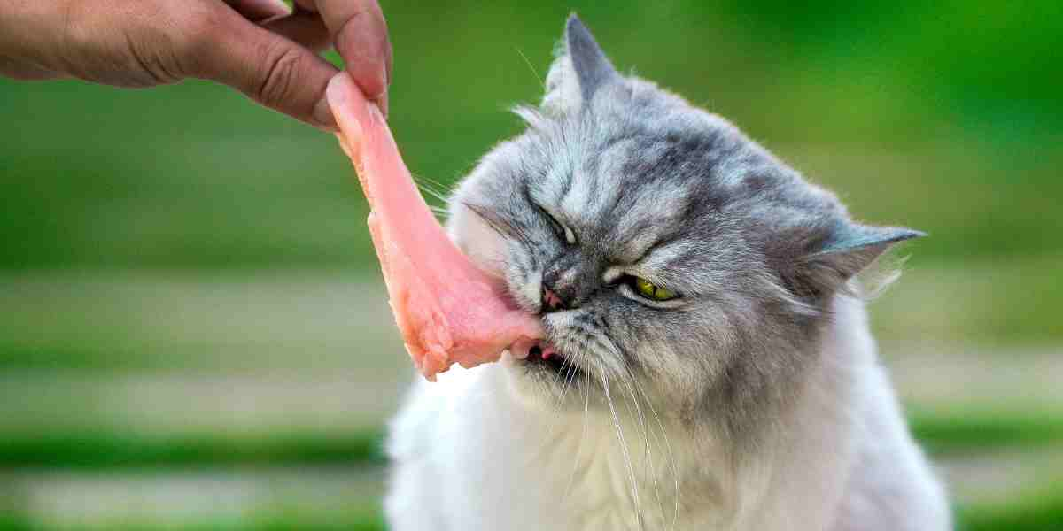 Witness the benefits of a nutritious diet in this image of a white and grey Persian cat tasting raw chicken, emphasizing the importance of natural and healthy food for pets.