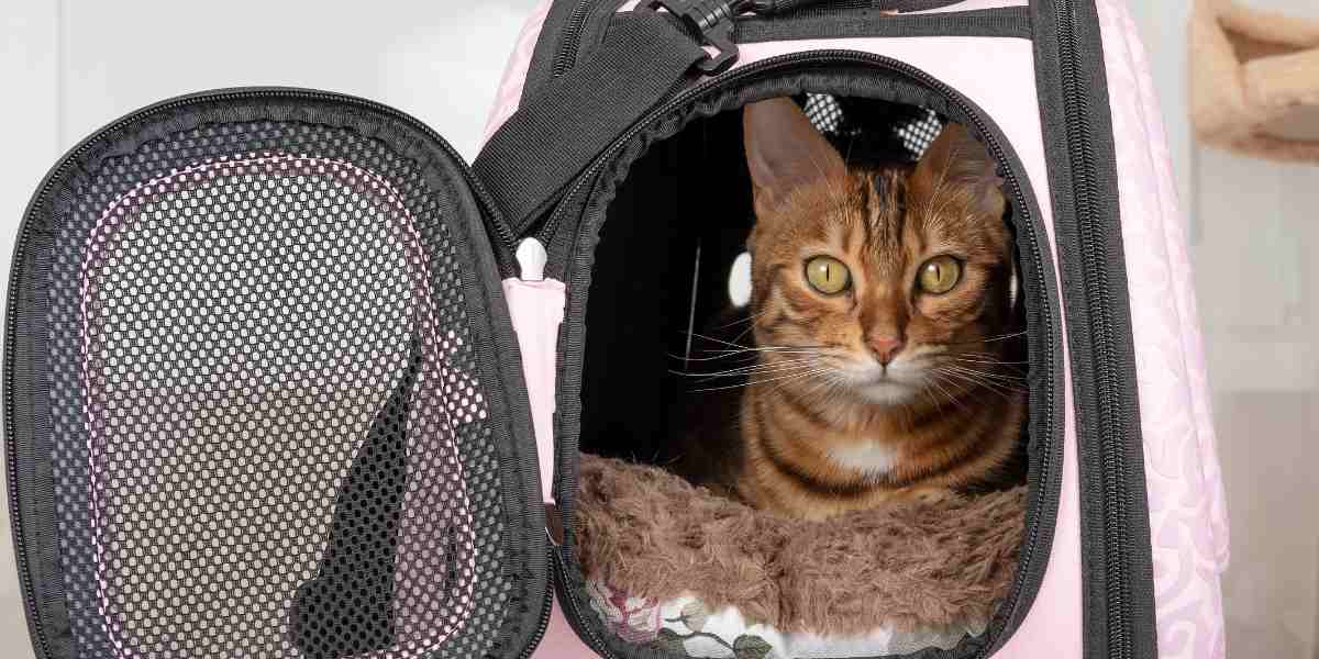 Bengal cat resting in a carrier bag as part of preparation for a stress-free vet visit