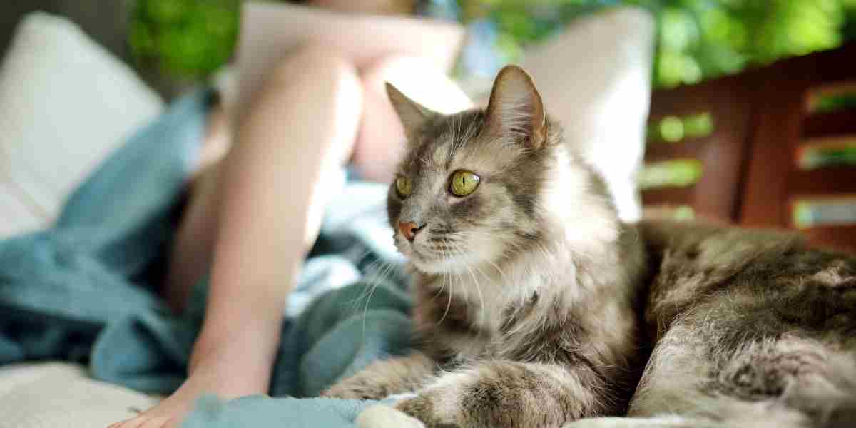 Grey cat cuddling with owner, enjoying a gradual shift to a holistic lifestyle