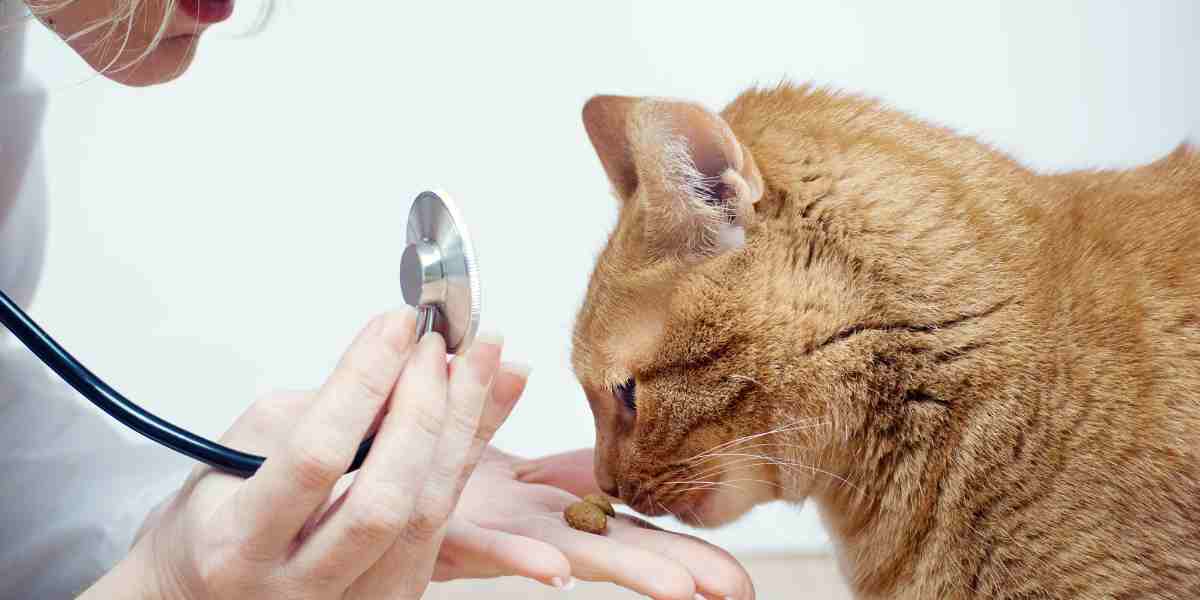 Woman vet giving a treat to a ginger cat during a stress-free examination