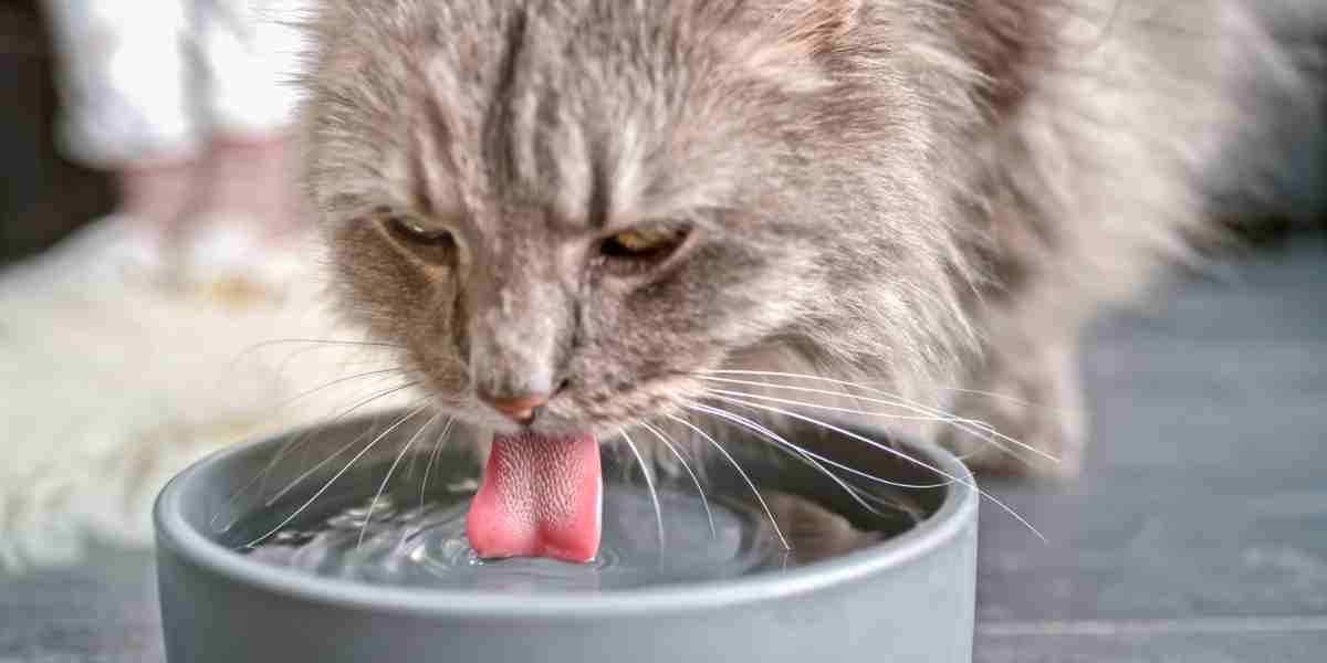 Tabby cat hydrating with water from an eco-friendly stainless steel or ceramic bowl promoting a holistic lifestyle for cats.