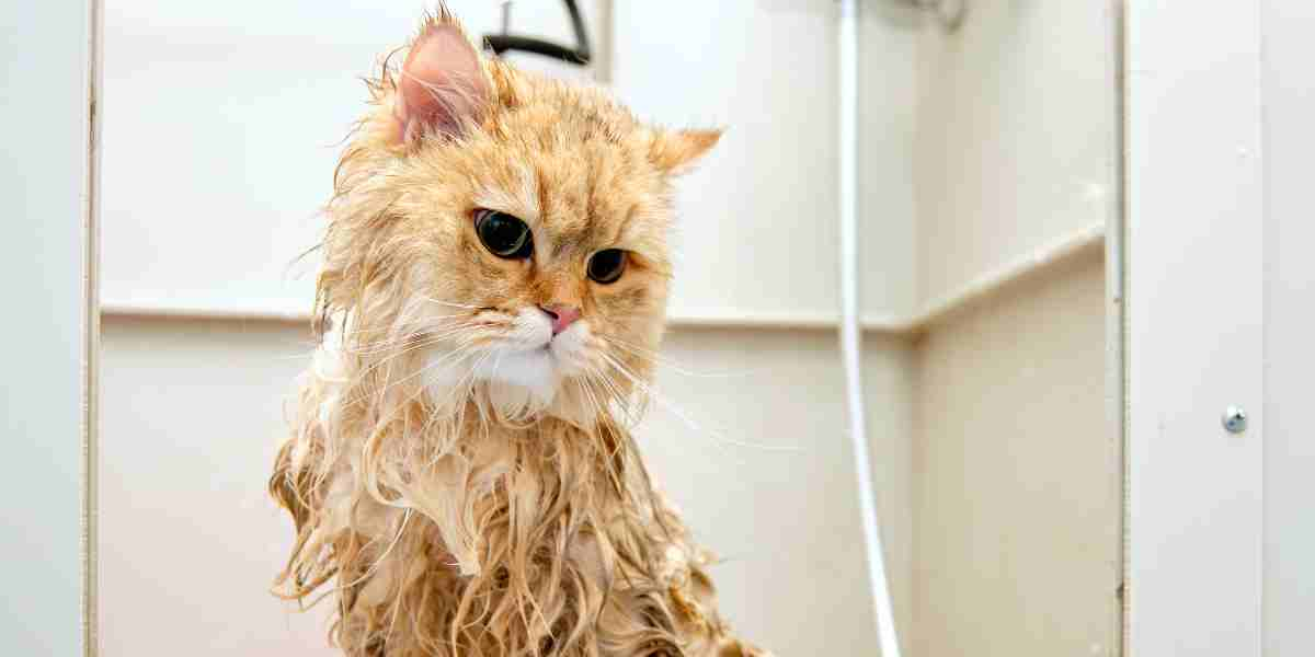 Wet ginger Persian cat having bath time