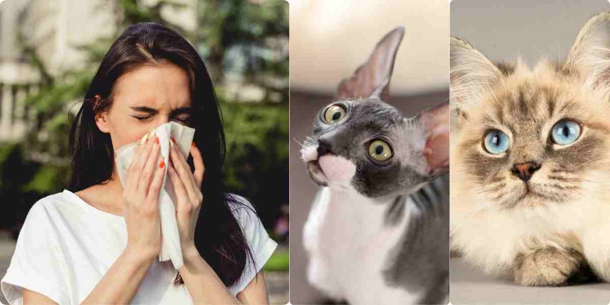Woman with allergies finding comfort with hypoallergenic Cornish Rex and Siberian cats.