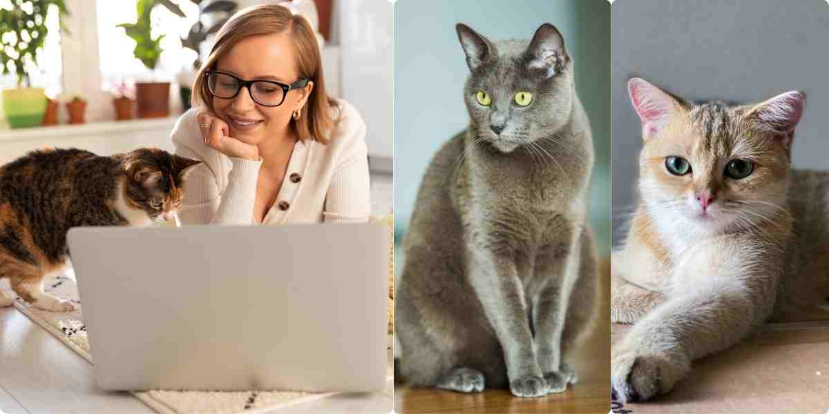 Busy professional working alongside serene and low-maintenance Russian Blue and British Shorthair cats.