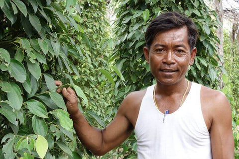 Un producteur de poivre de Kampot IGP au milieu de sa plantation