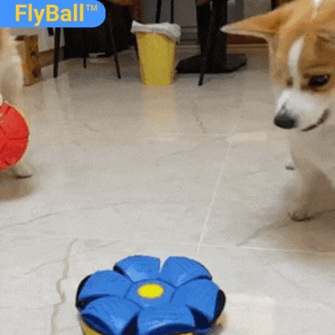 FlyBall™ - Bola Voadora para Cães + BRINDE EXCLUSIVO
