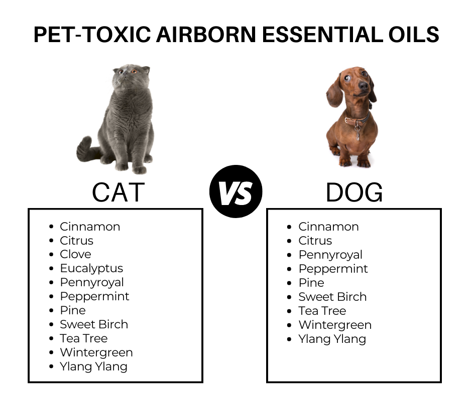 Toxic Essential Oil Fragrances for Cats and Dogs - Fervor Candle Company