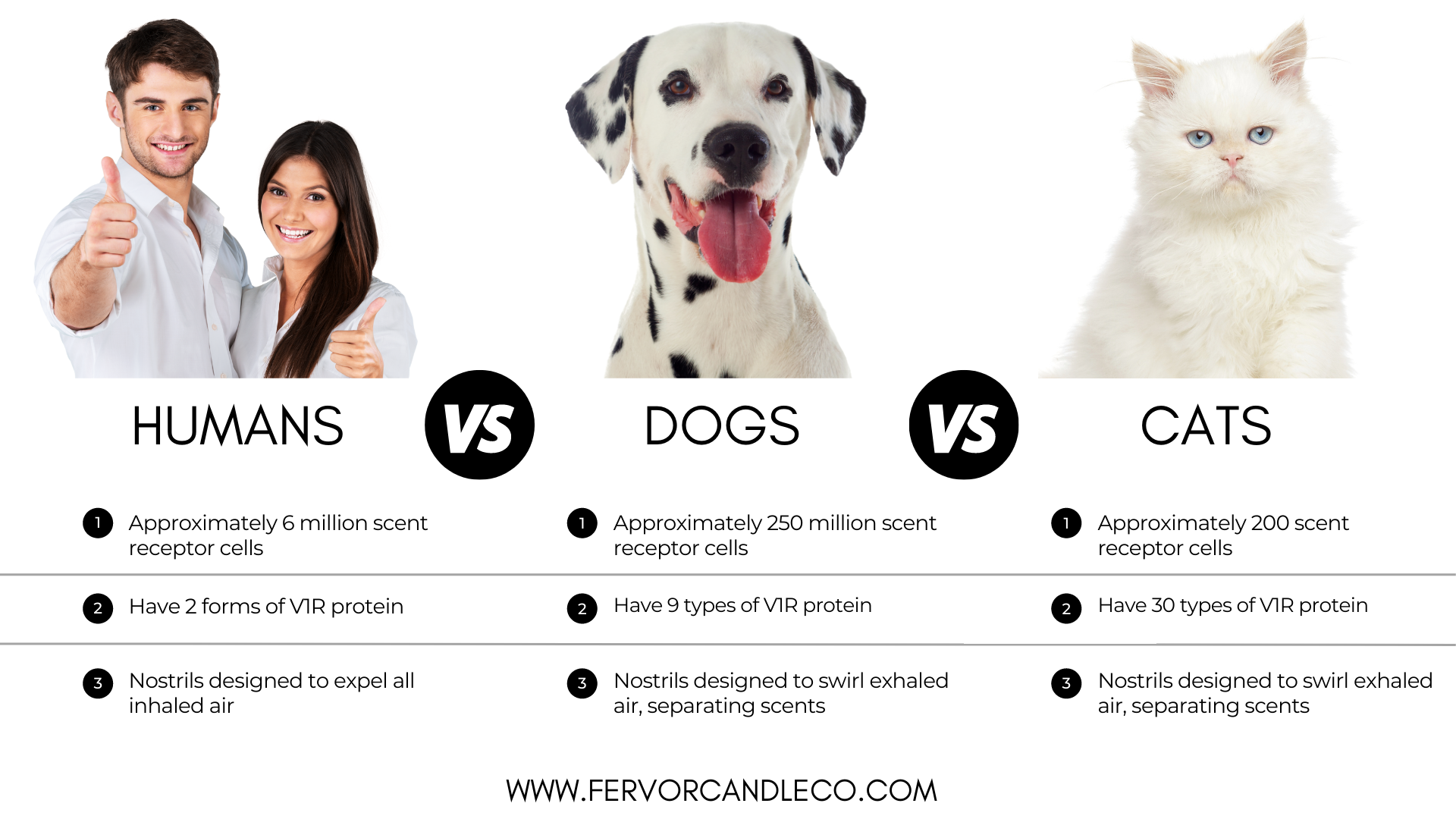 Differences in Sense of Smell Between Humans, Dogs, and Cats - Fervor Candle Company