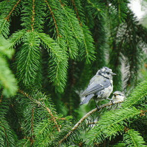 
                  
                    Fervor Candle Company Tree Farm Room & Linen Mist scent inspiration photo. A closeup of two young bluebirds perched on the green nettled boughs of an evergreen fir tree.
                  
                
