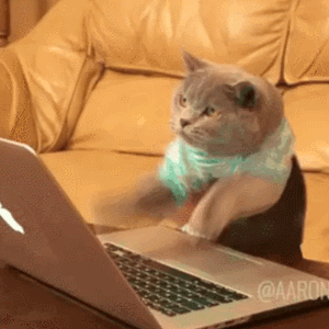 Gatito hace compras falleras online de última hora