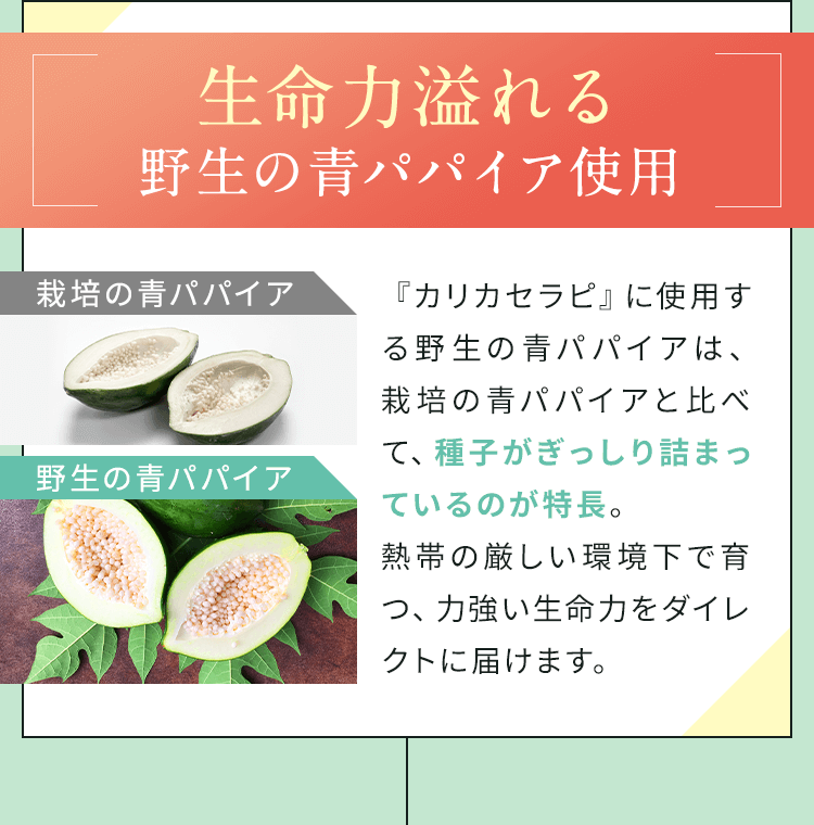 生命力溢れる野生の青パパイア使用