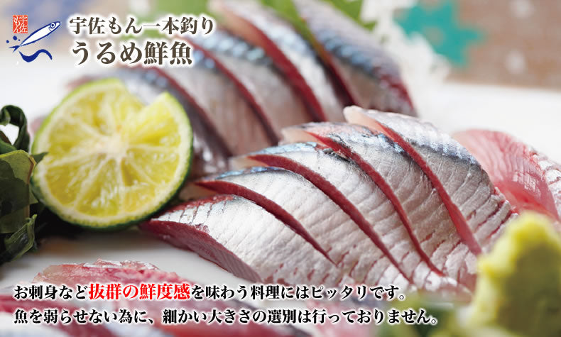 一本釣りうるめいわし鮮魚