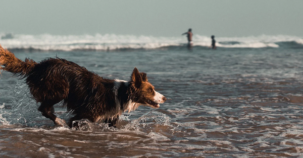 Dog at beach