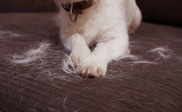 Hairy Situations How to Deal with Dog Hair Everywhere  The Dog Blog   Expert Advice for Pet Parents