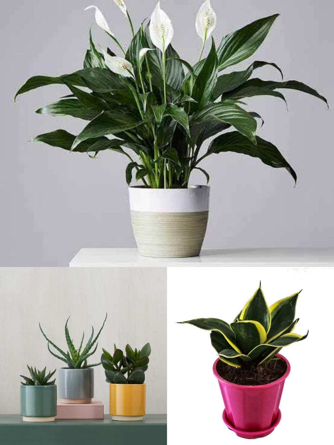 The Best Gifts for Plant Lovers 2023 | HGTV
