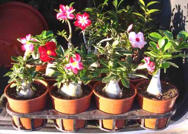 Trimming Desert Rose Plants: Learn About Desert Rose Pruning Techniques