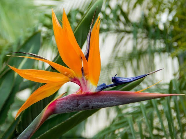 bird-of-paradise-flower-cultivation-in-india-696370.jpg?v=1671548690