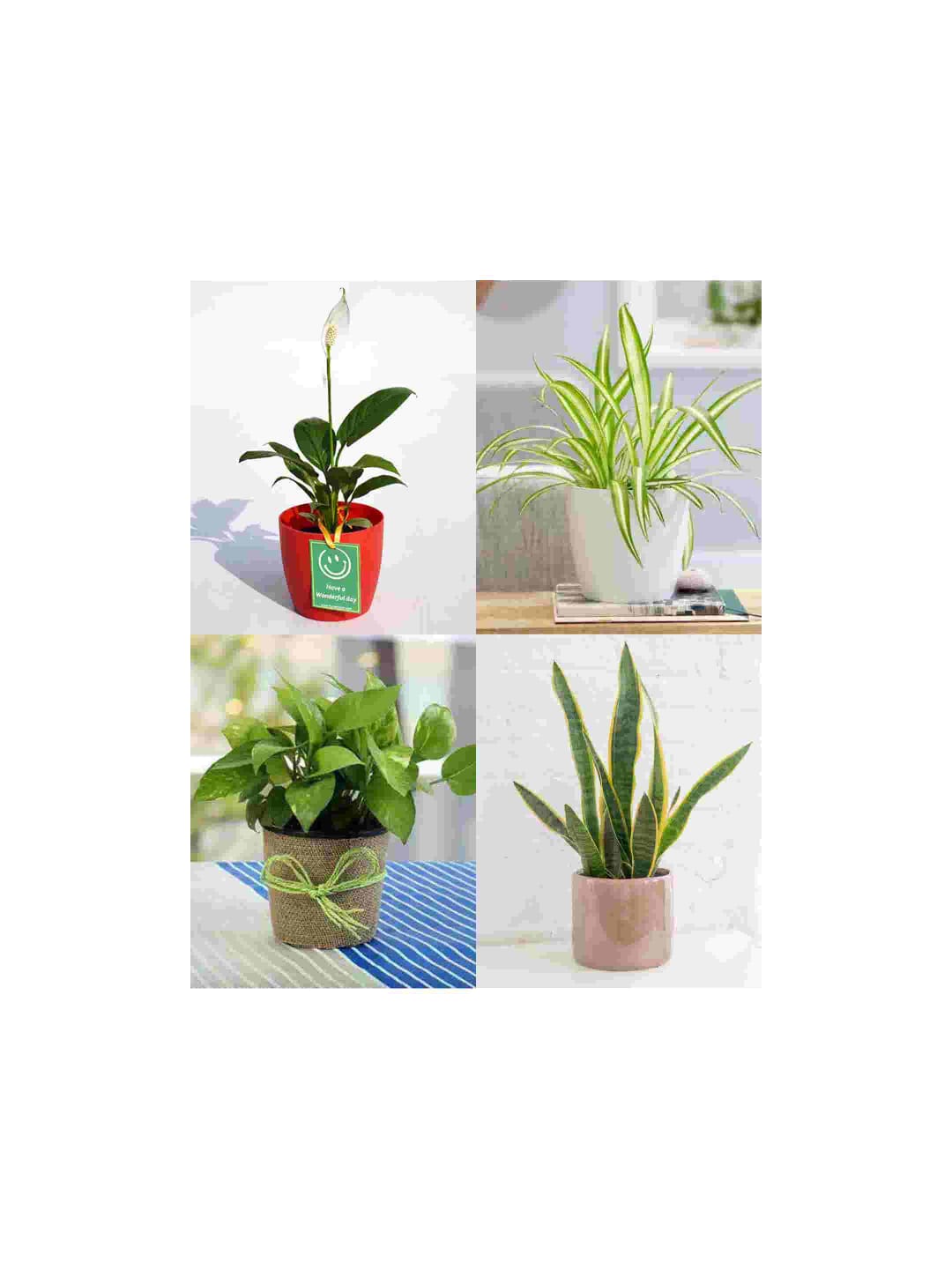 Corporate Gifts In Office That Will Boost Employee Morale!-Urban Plants -  Urban Plants™