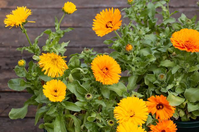 Flower: Calendula