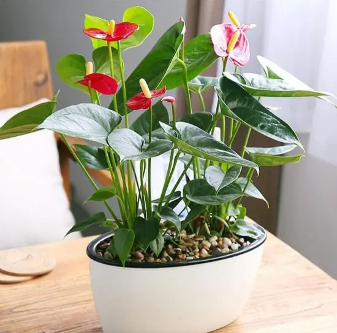 Anthurium Plant Care - How to Grow Anthurium andraeanum Indoors