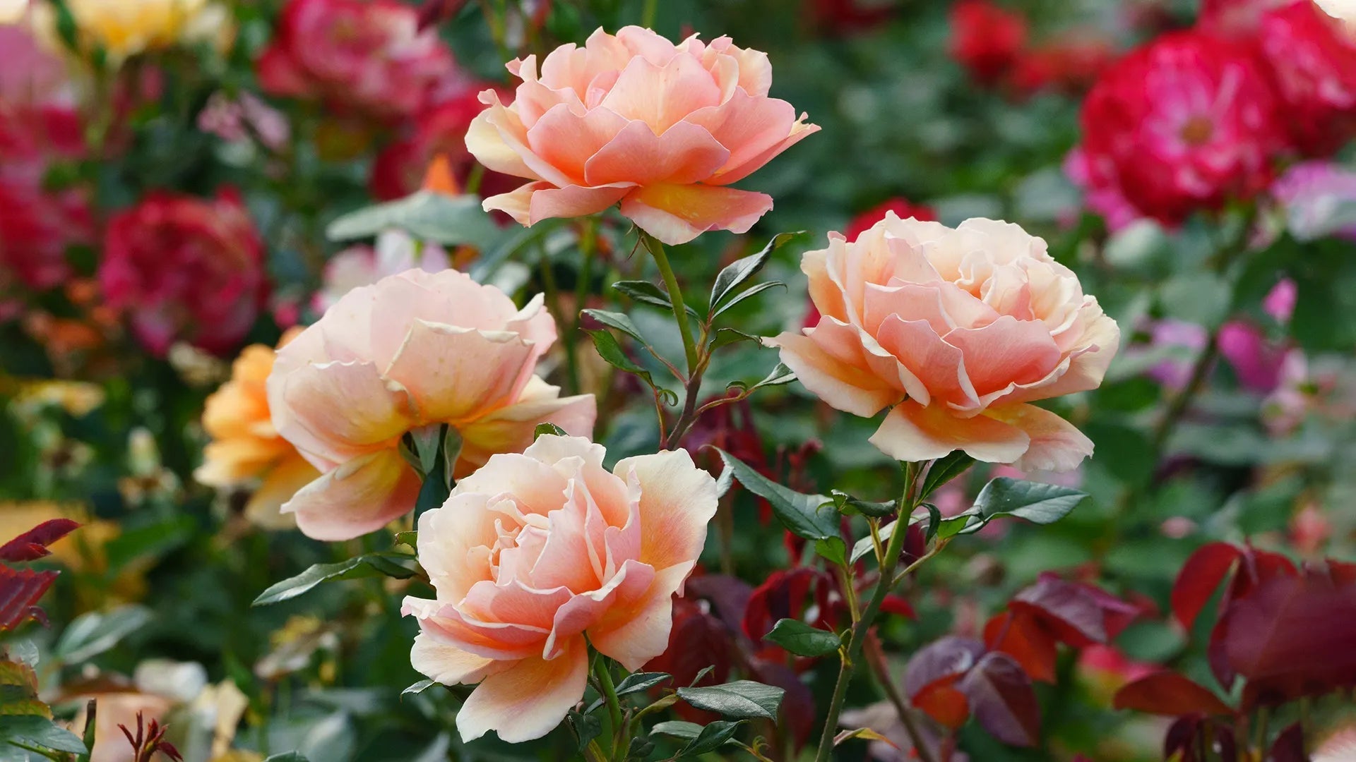 Pinkerbelle™ Roses for Sale | FastGrowingTrees.com