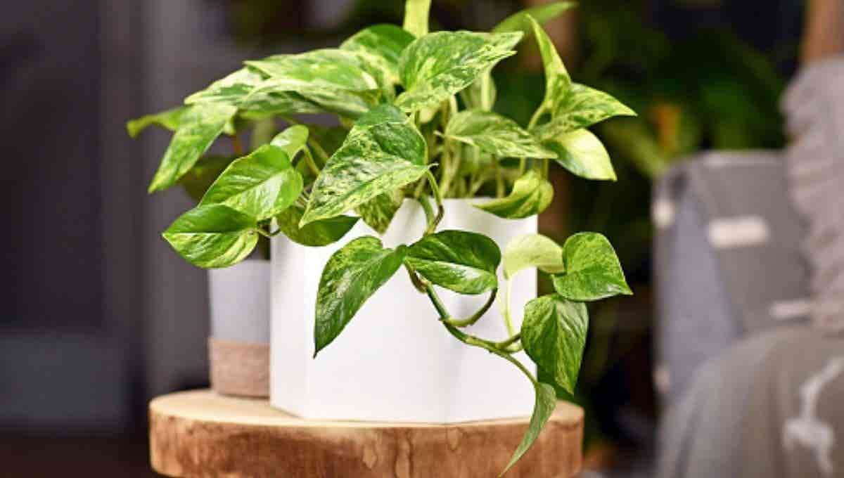 Money Plant Customized with logo and Name: Gift/Send Business Gifts Online  JVS1180568 |IGP.com