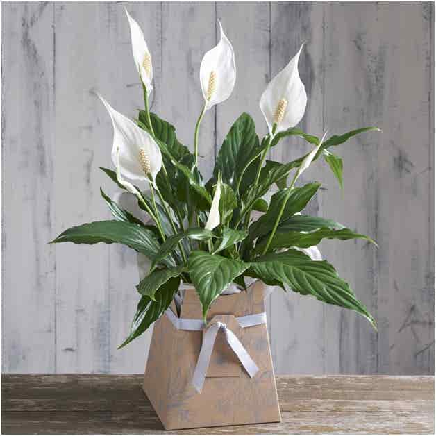 Gift Bag  Peace Lily Gifts