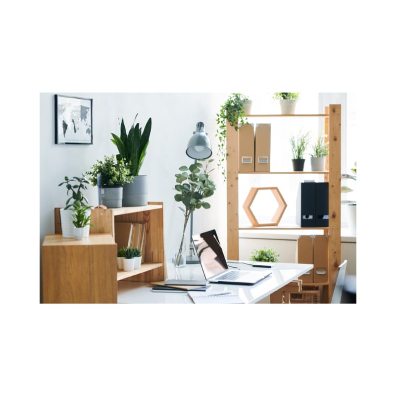 The 5 Best Low-Light and Low Maintenance indoor plants for office desk -  Urban plants - Urban Plants™