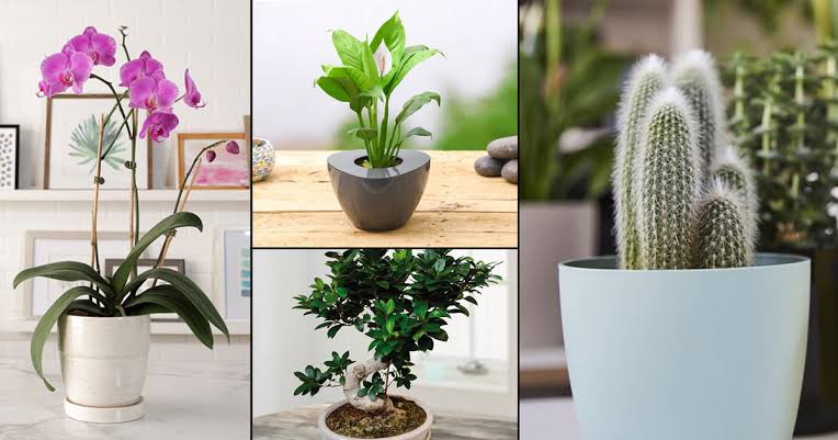 Best Indoor Plants for Your Home