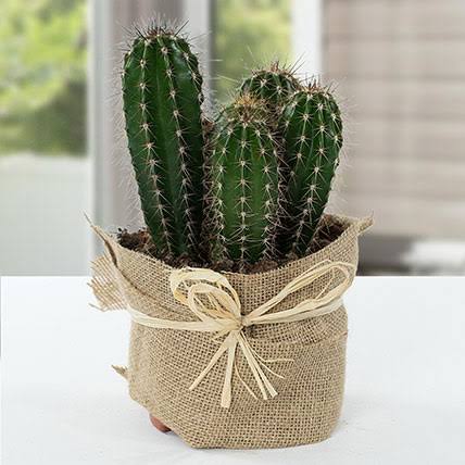 20 Housewarming Plants That Make for Thoughtful Gift Ideas