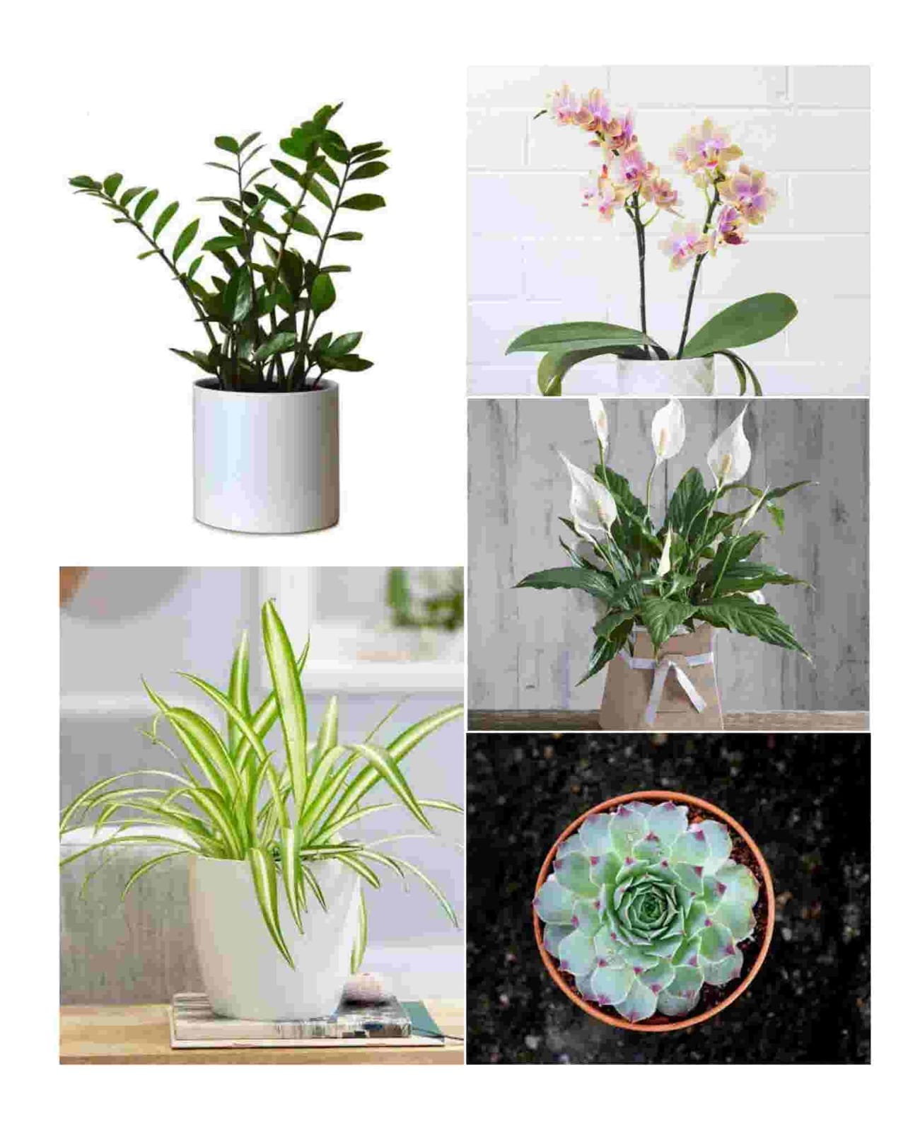 7 Amazing Plants That You Can Gift Your Close Ones- CherishX Blog