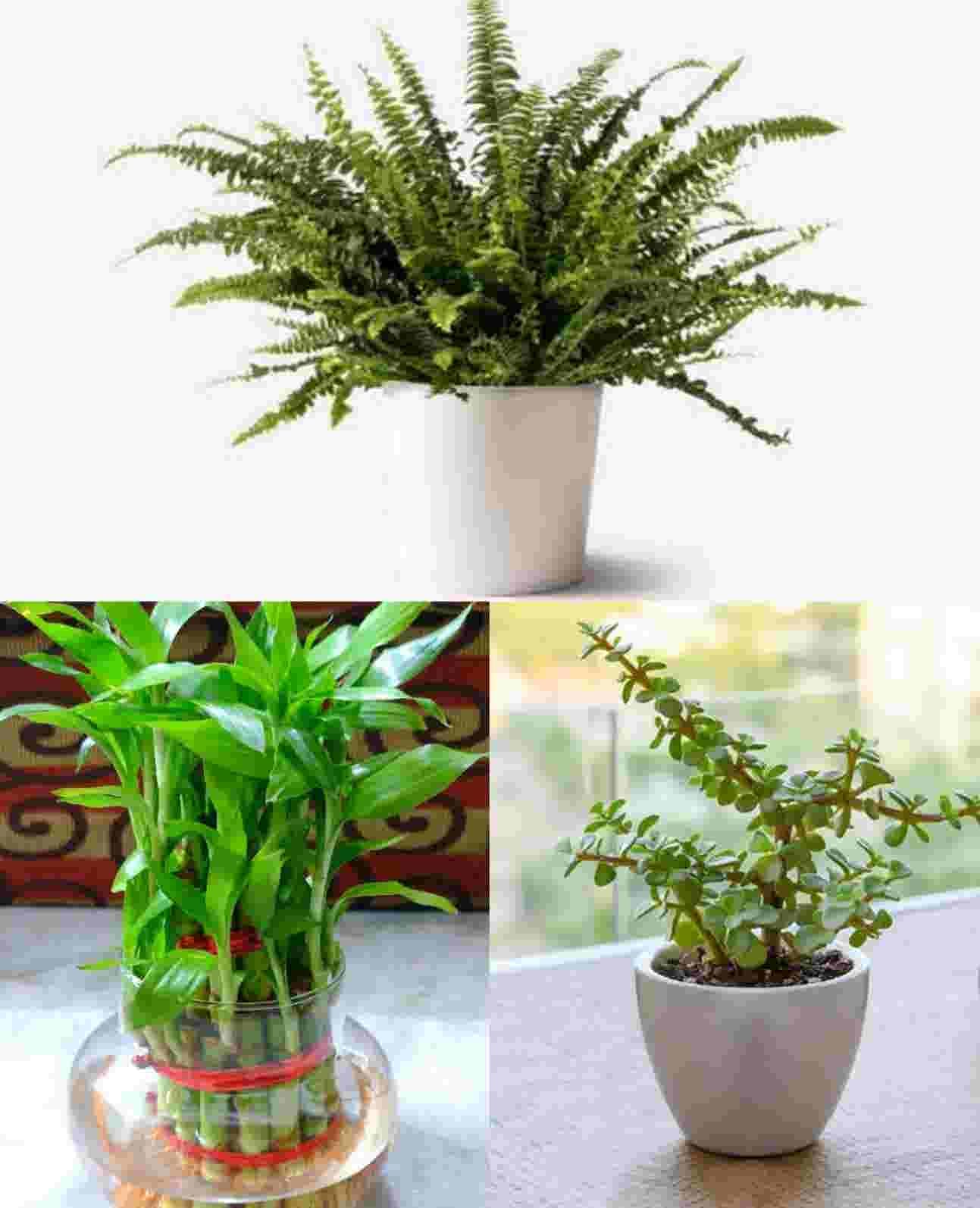 Amazon.com: Snake Plant Live House Plants Indoors Live (3 Pack), Succulent  Plants Live Houseplants, Gardening Gifts for Plant Lovers, Potting Soil  Planters for Indoor Plants, Plant Lover Gifts by Plants for Pets :