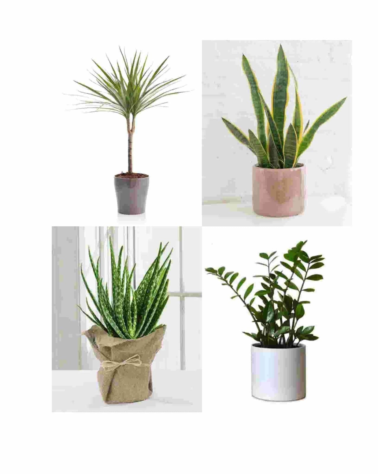 Return Plant Gift at best price in Chennai by Web Sprinters | ID:  22101992512