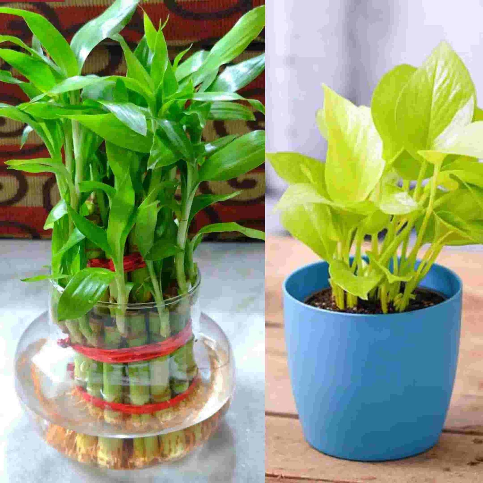 Lucky Bamboo | Gifting Plant | Evergreen Gift | Lively Plant - SILVER LEAF  Gifts, Toys and Pot Shop in Trichy | Gifts, Pots and Kids Toys Shop in  Trichy