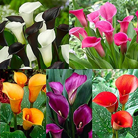 What Is The Calla Lily Plant 868101 Jpg V 1671636698   What Is The Calla Lily Plant 868101 