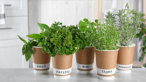 5-Herb-Plants-Urban-Plants