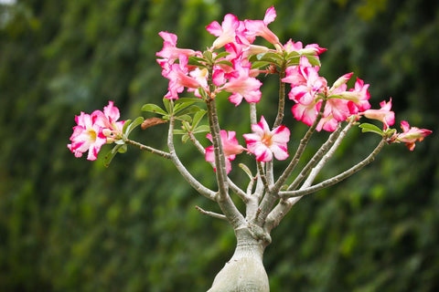 Adenium-Desert-Rose-Plant-Seed-Pod-Collection-and-Usage-Urban-Plants