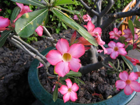Adenium-Desert-Rose-Plant-Seed-Pod-Collection-and-Usage-Urban-Plants