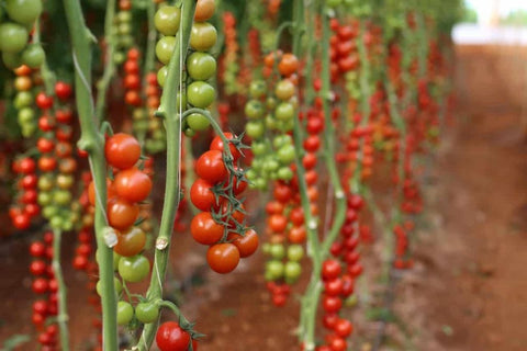 Tomato-Farming-in-Polyhouse-for-Profit-A-Full-Guide-Urban-Plants