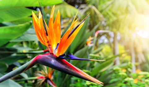 Bird-of-paradise-flower-Urban-Plants