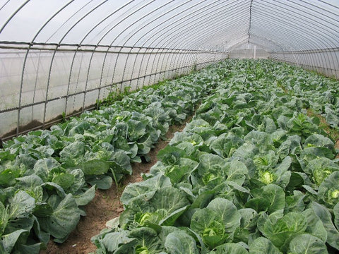 A-Full-Guide-on-Cabbage-Farming-in-Polyhouse-for-Profit-Urban-Plants