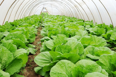 A-Full-Guide-on-Cabbage-Farming-in-Polyhouse-for-Profit-Urban-Plants