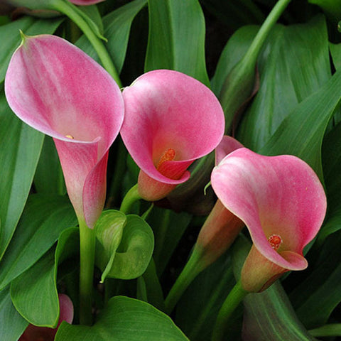 Calla-Lily-Urban-Plants