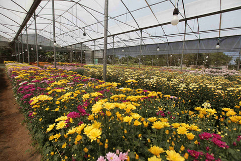 Chrysanthemum-Farming-in-Polyhouse-Urban-Plants