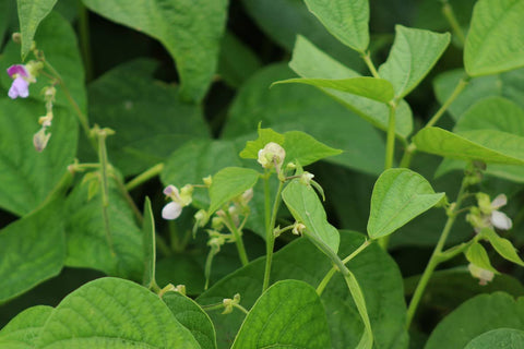 Cluster-Bean-Farming-in-Polyhouse-(Gaur)-for-Double-Profit-Urban-Plants