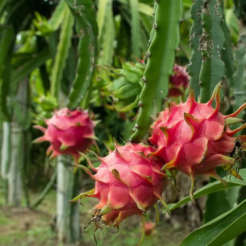 Dragon Fruit Cactuses